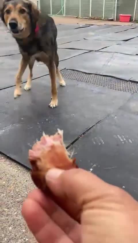Mixed Breed dogs for adoption: Have you got the dedication to save this soul ? - Video 3
