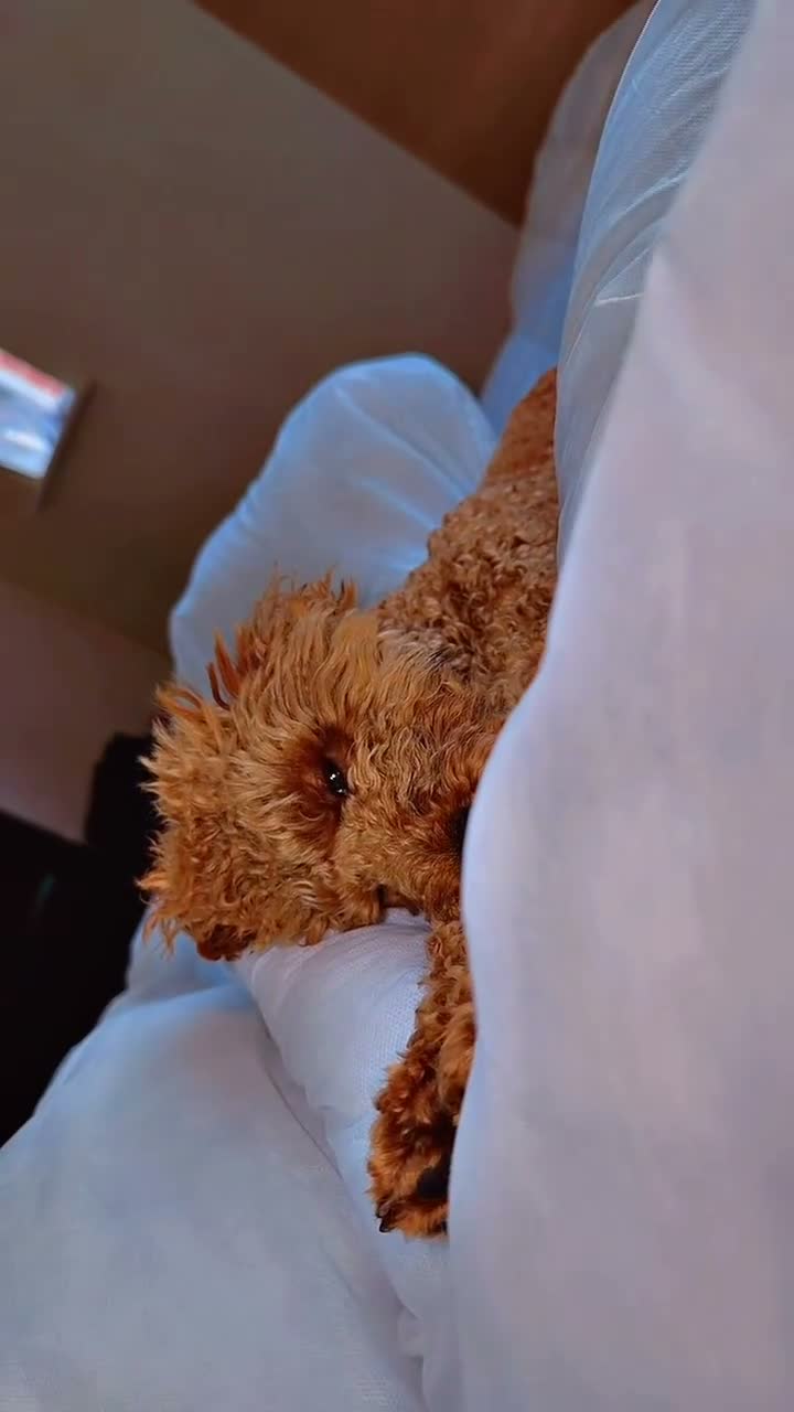 Toy Poodle dogs for sale: Beautiful Red Toy Poodle Teddy – Vaccinated Boy in Bilston - Video 1