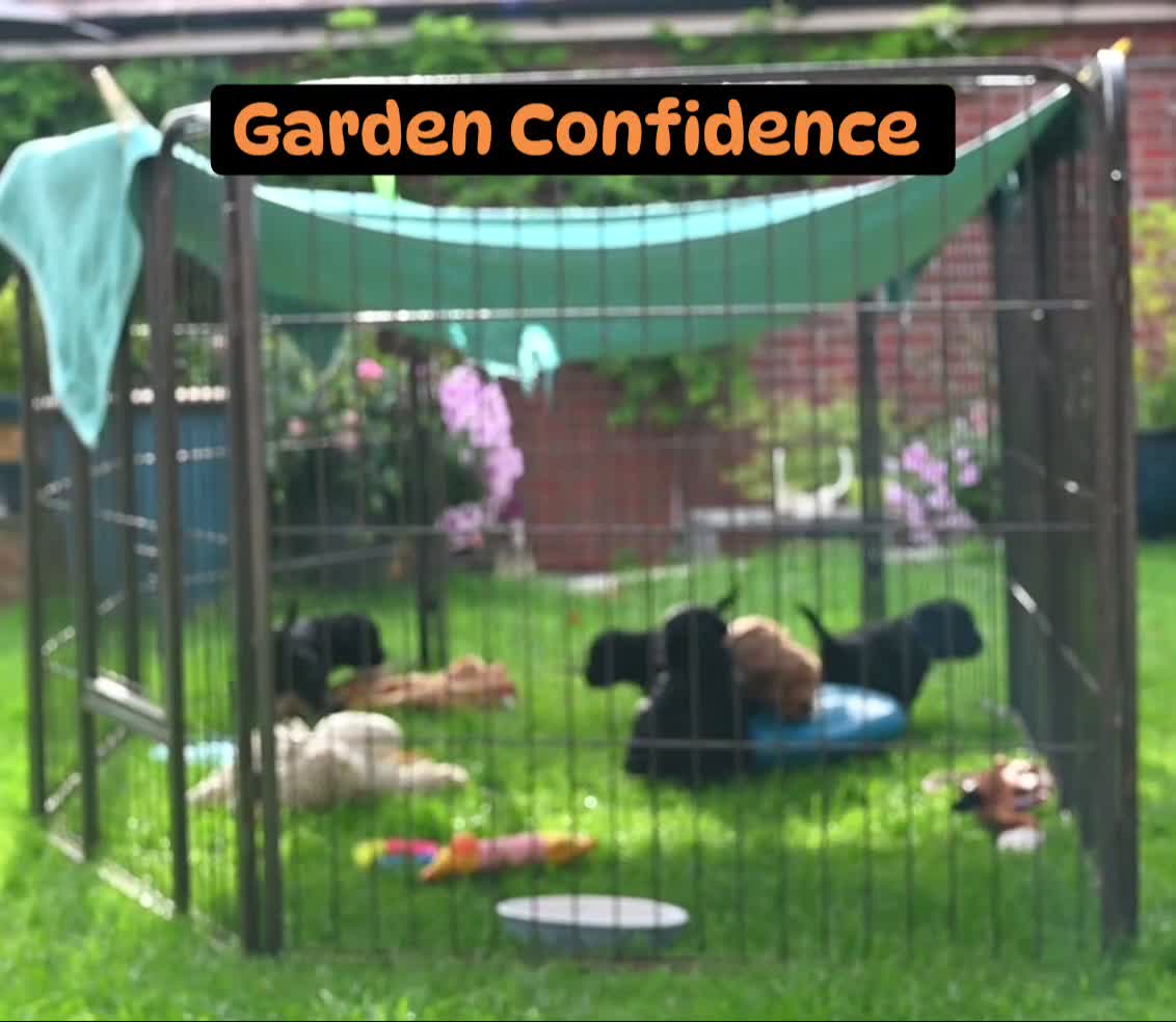 Cockapoo dogs for sale: 🌟 Vet-Checked F2 Cockapoo Girls – Ready 24 July🐾 - Video 2
