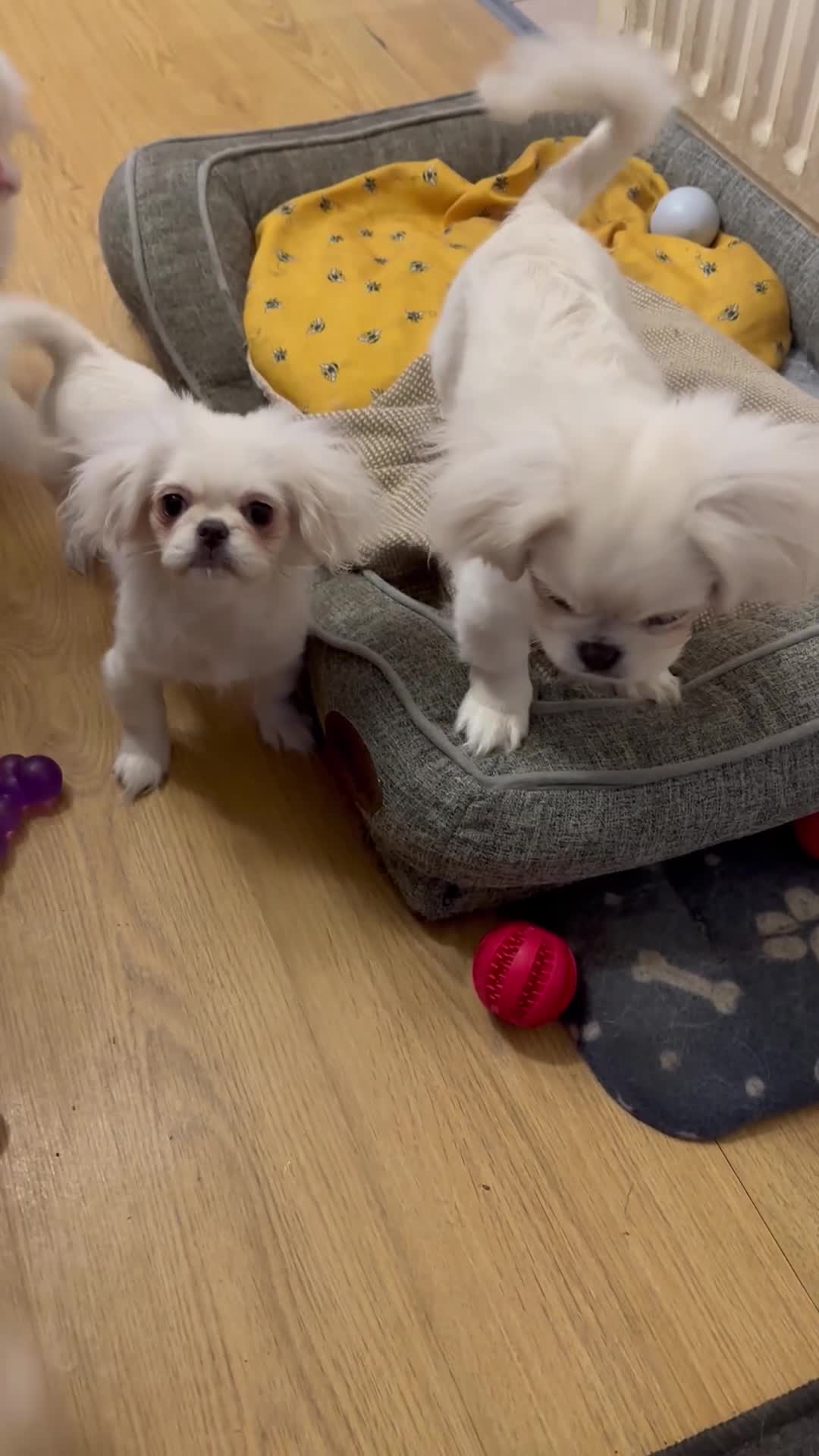 Pekingese dogs for sale: KC puppys white Pekingese  - Video 2