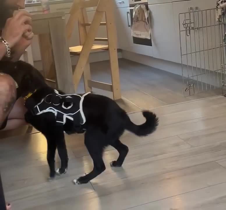 Mixed Breed dogs for adoption: 🍪Cookie🍪 for adoption, fostered in GLOUS - Video 5