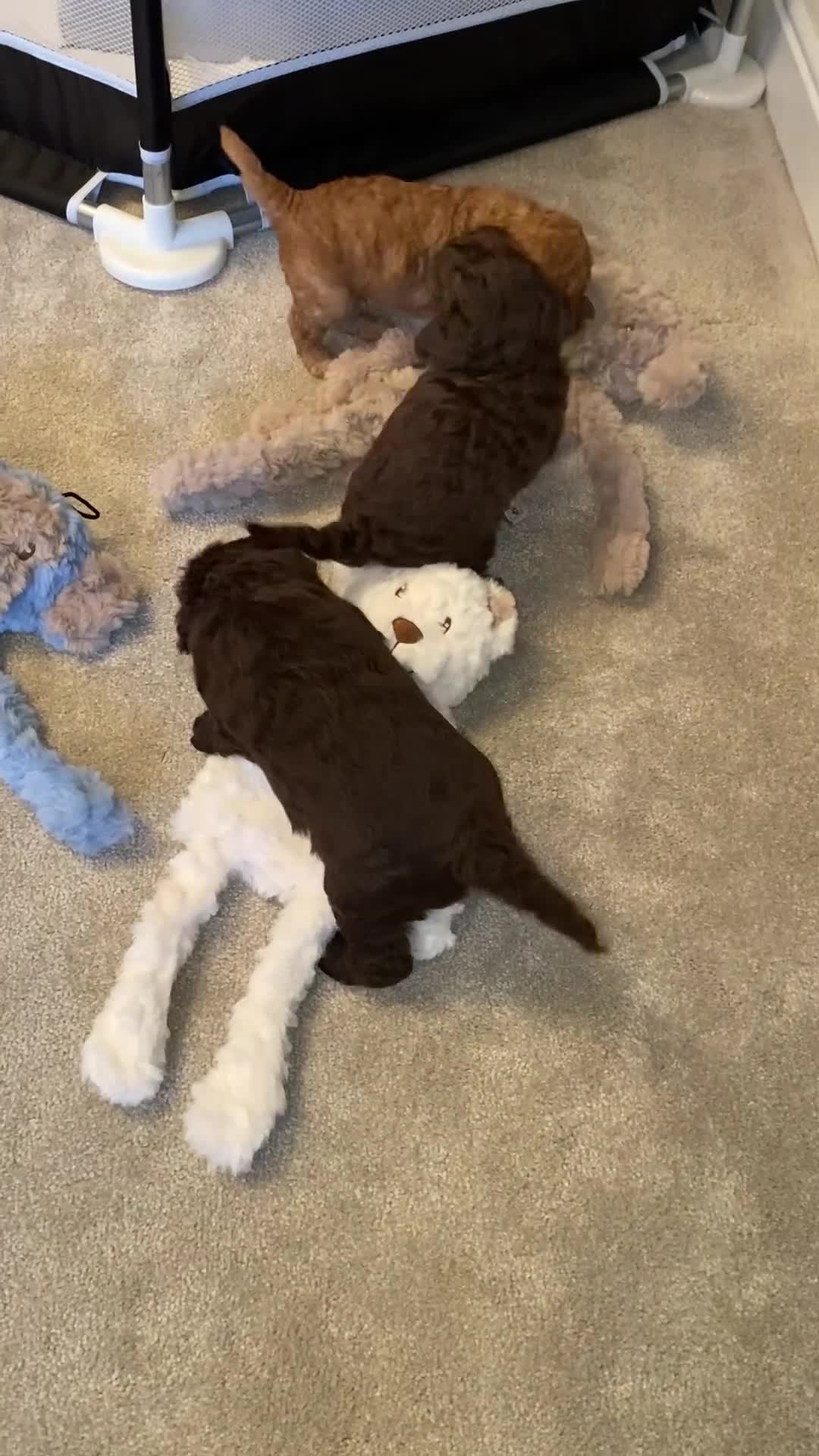 Cockapoo dogs for sale: Adorable cockapoo puppy’s  - Video 1