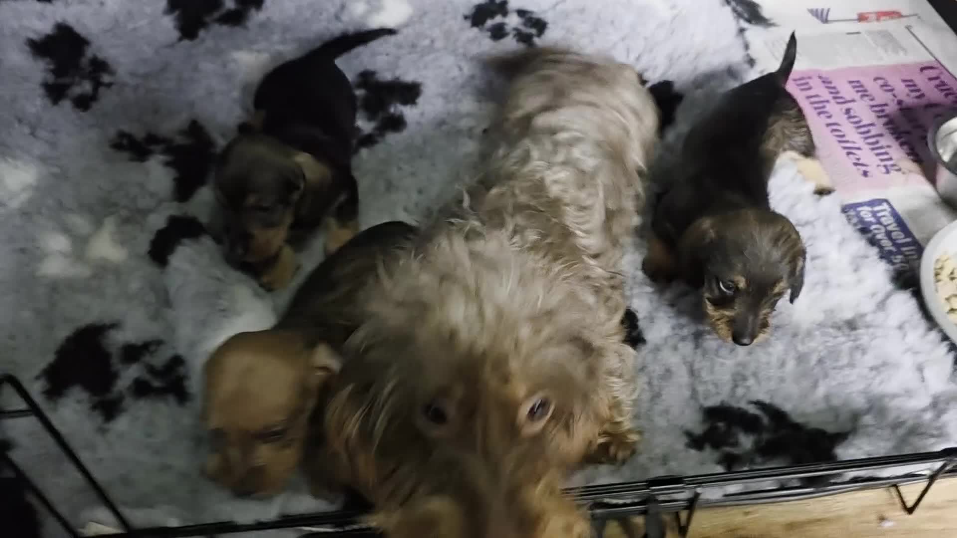 Miniature Dachshund dogs for sale: Wired haired miniature daschunds  - Video 1