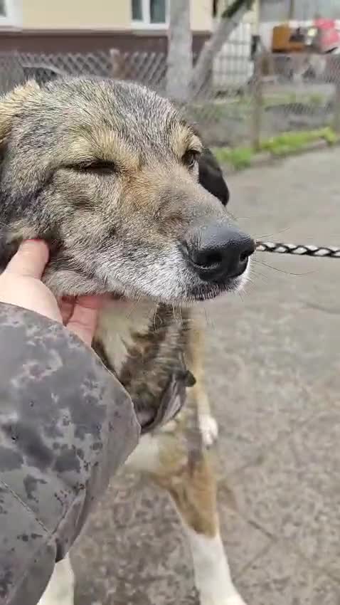 Mixed Breed dogs for adoption: ❤️🐶 BINKY – HER WHOLE LIFE IN WAITING 🐶❤️ in Oxford - Video 1