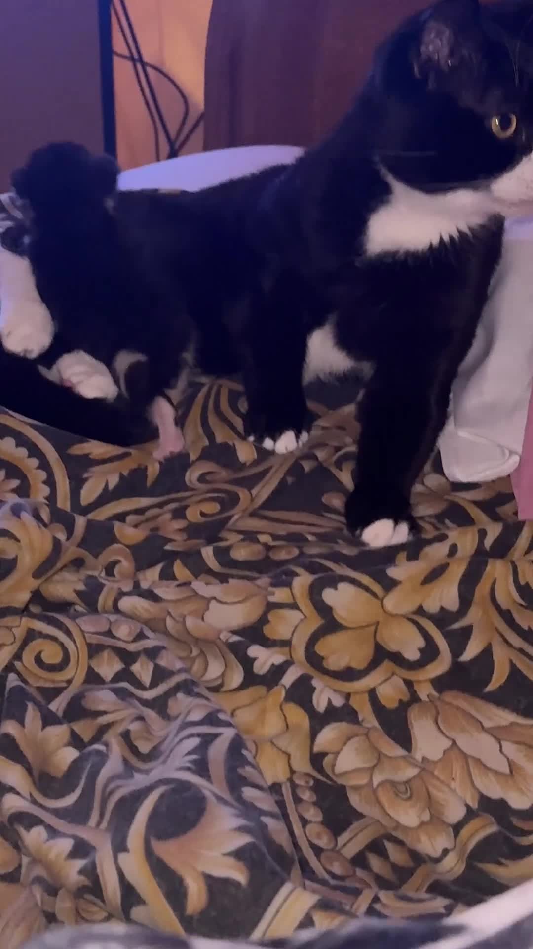 Mixed Breed cats for sale: Litter of 6 Kittens - Video 1