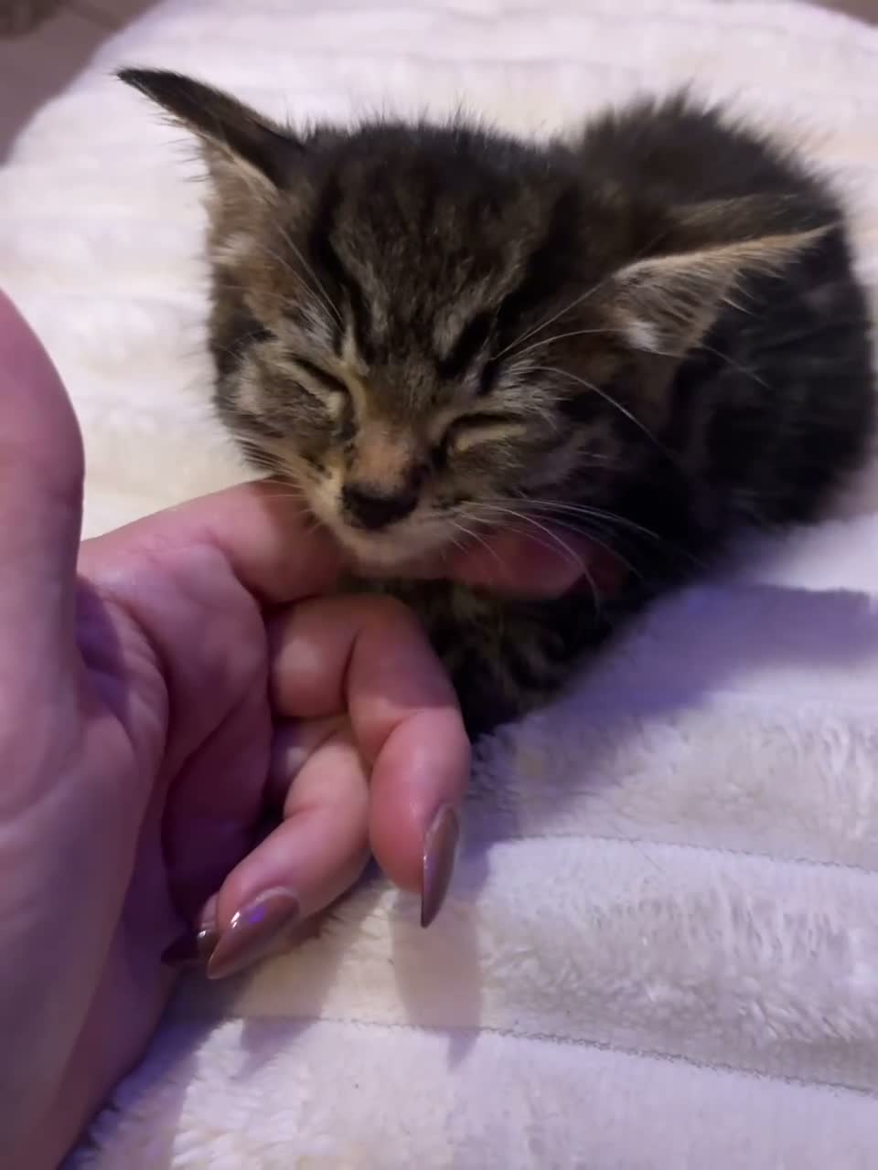 Mixed Breed cats for sale: Beautiful female kitty for sale 💕 - Video 1