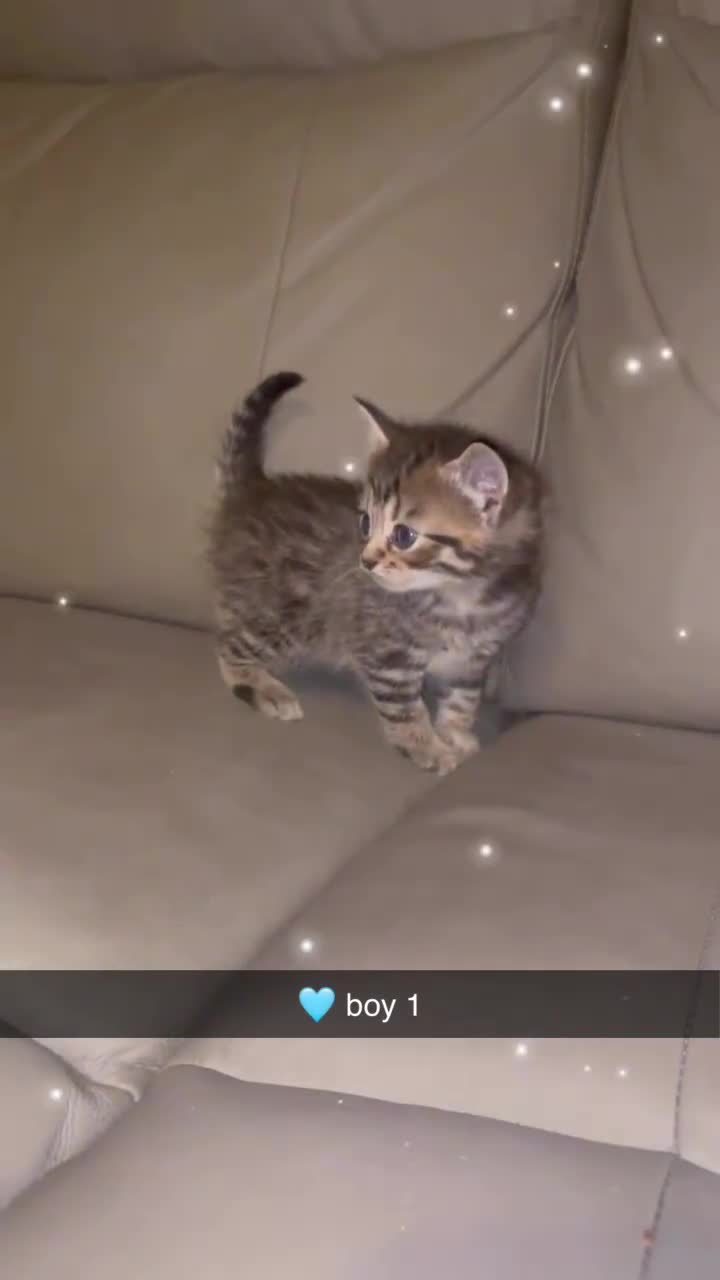 British Shorthair cats for sale: British Short Hair X - Video 5