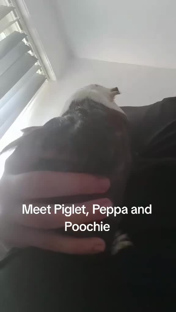 Guinea Pig rodents for sale: 3 bonded female guinea pigs with the 1 stkry cage  in Manchester - Video 1