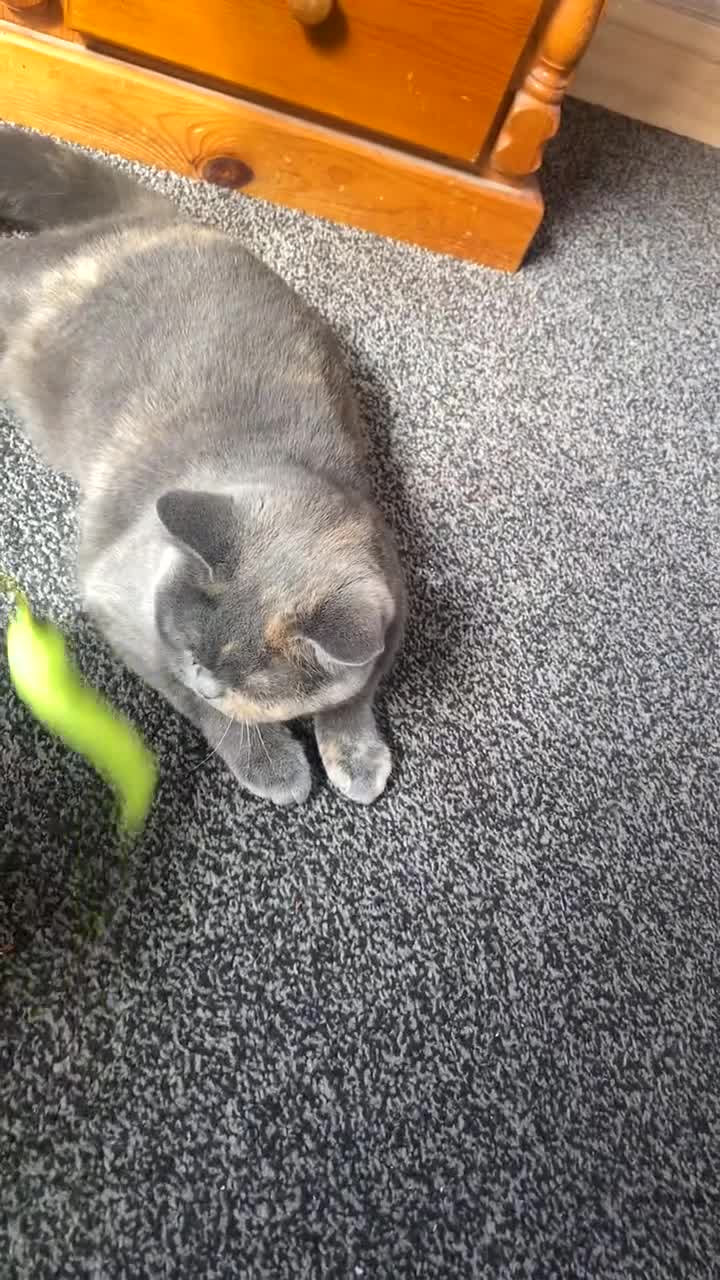 British Shorthair cats for sale: Adorable british shorthair  - Video 1
