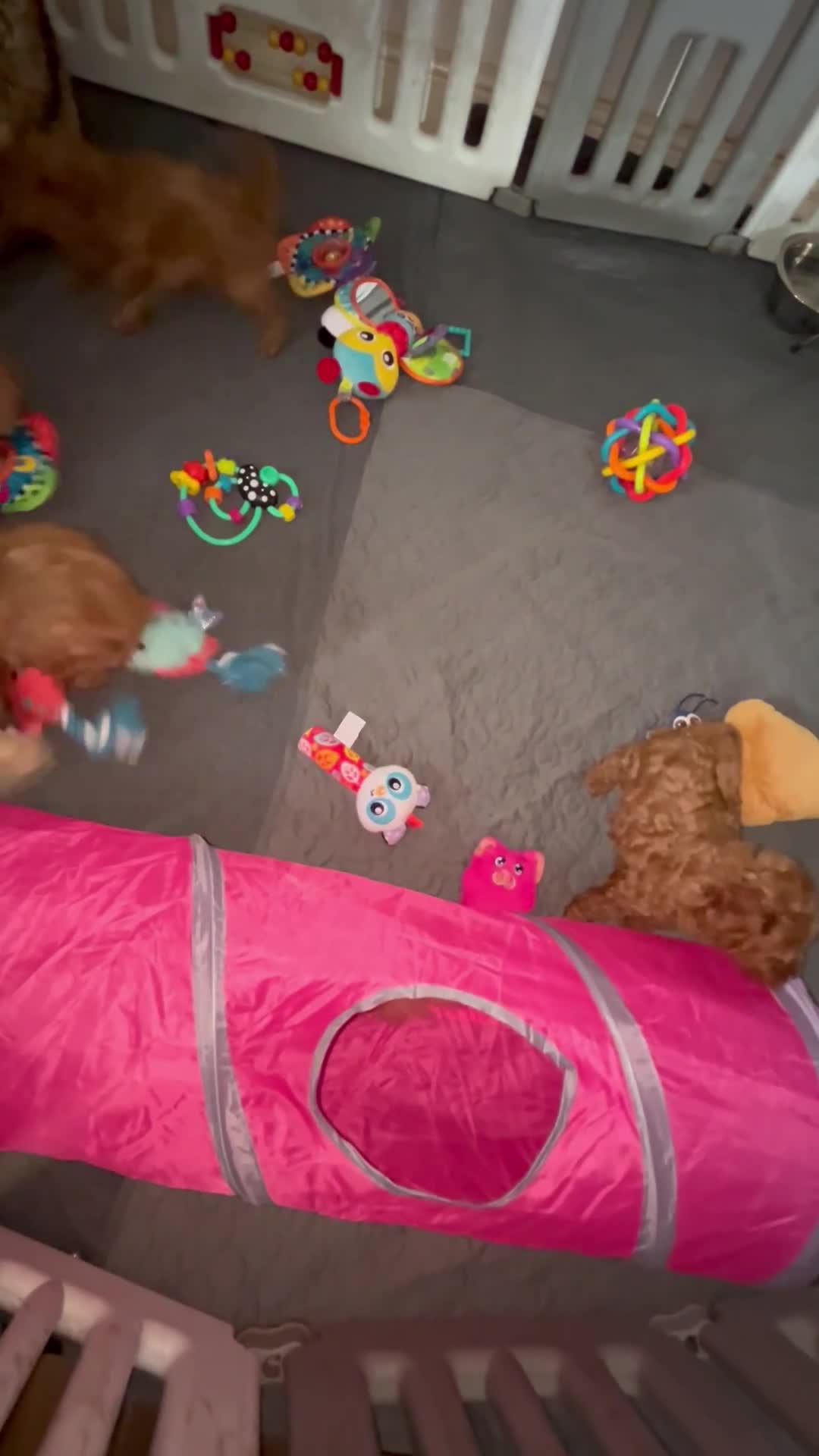 Cavapoo dogs for sale: 5⭐️⭐️⭐️⭐️⭐️F1b Curly Teddy Cavapoo’s DNA/heart  - Video 2