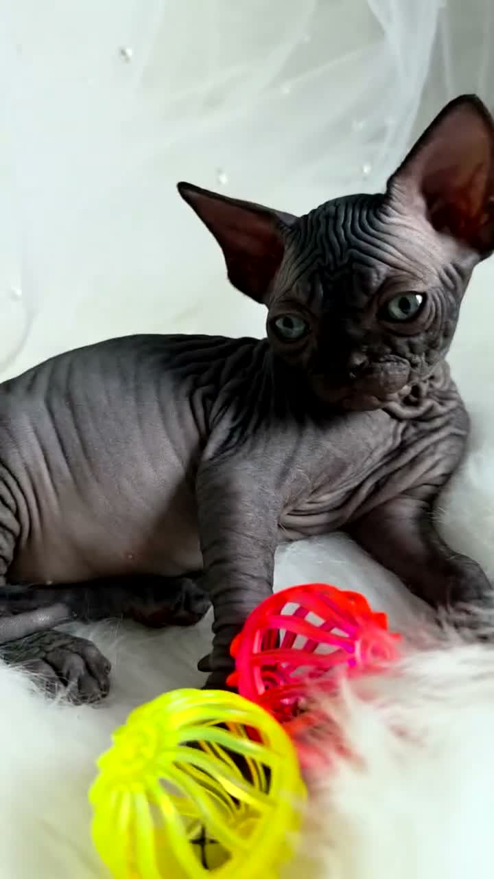Sphynx cats for sale: ✨ Exceptional Sphynx Kittens Available ✨ - Video 2