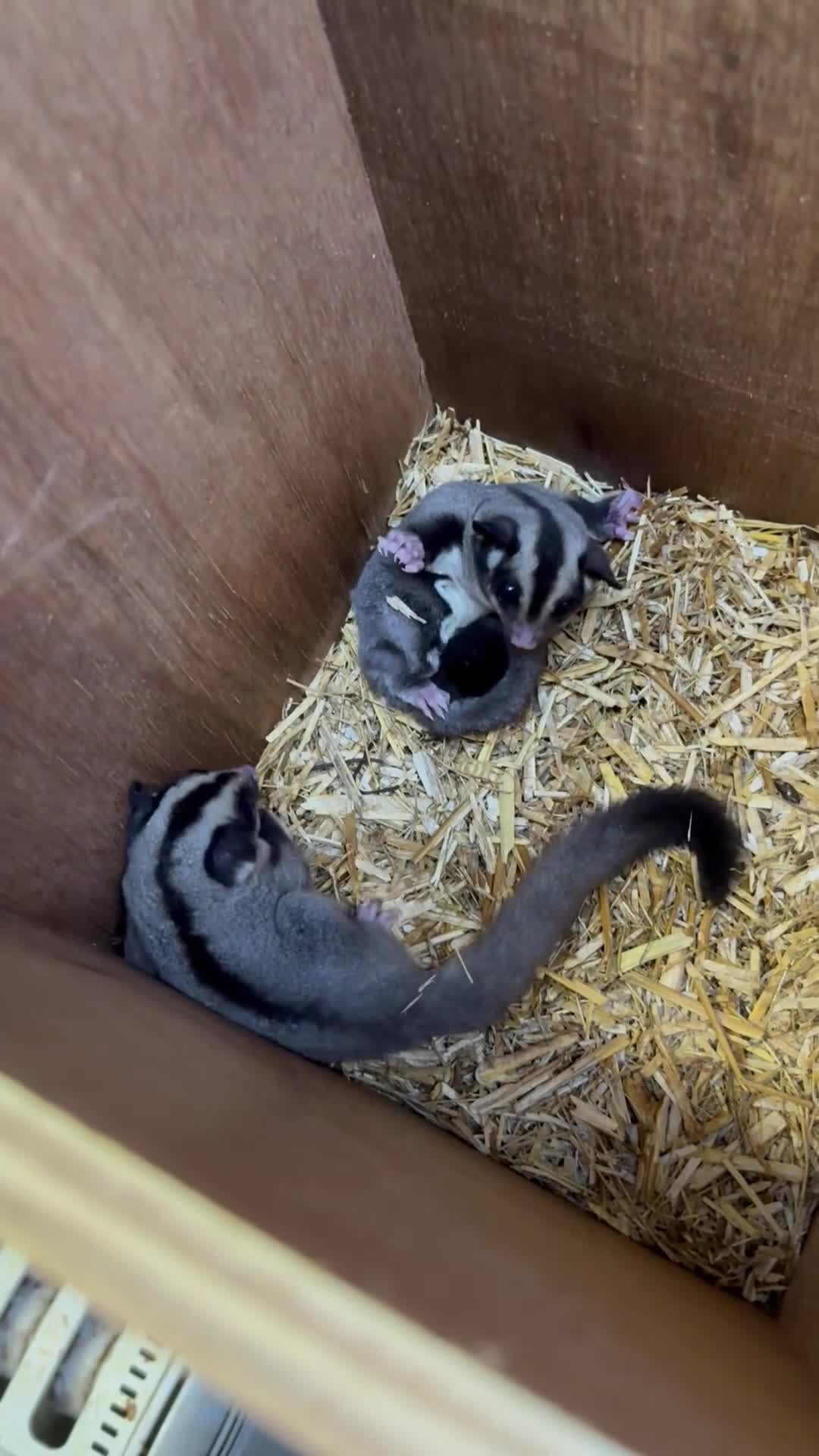 Sugar Glider rodents for sale: Young gliders ready for new home  - Video 1