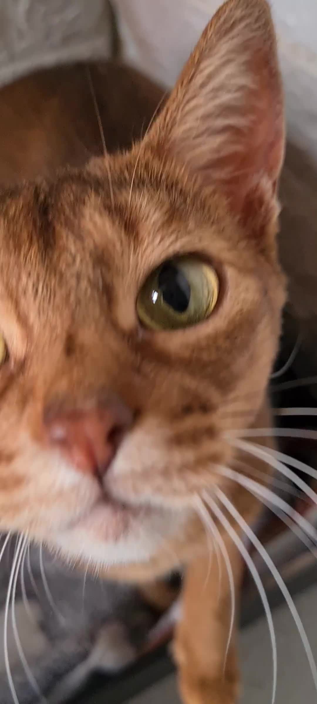 Abyssinian cats for sale: 4 Abysinnian registered boys - Video 2