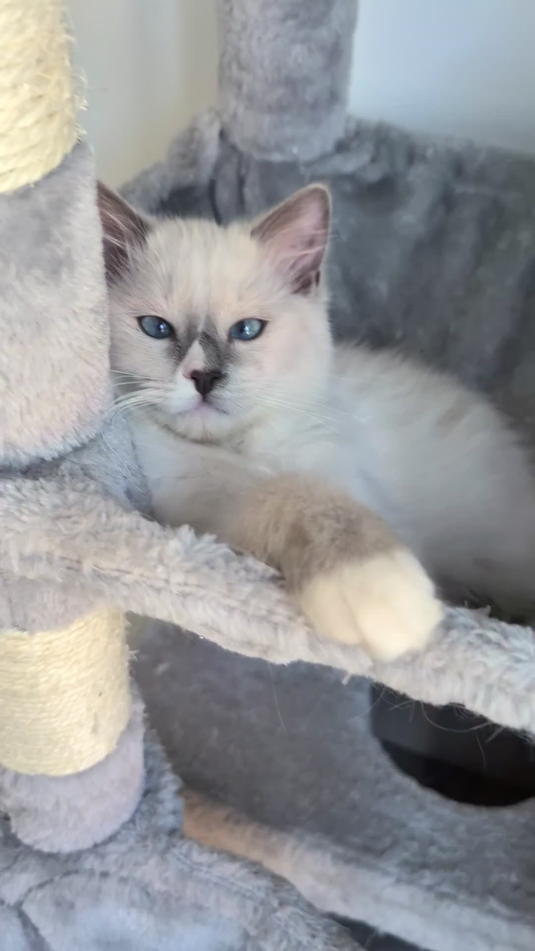 Ragdoll cats for sale: Champion EU pedigree TICA Ragdoll kitten  - Video 3