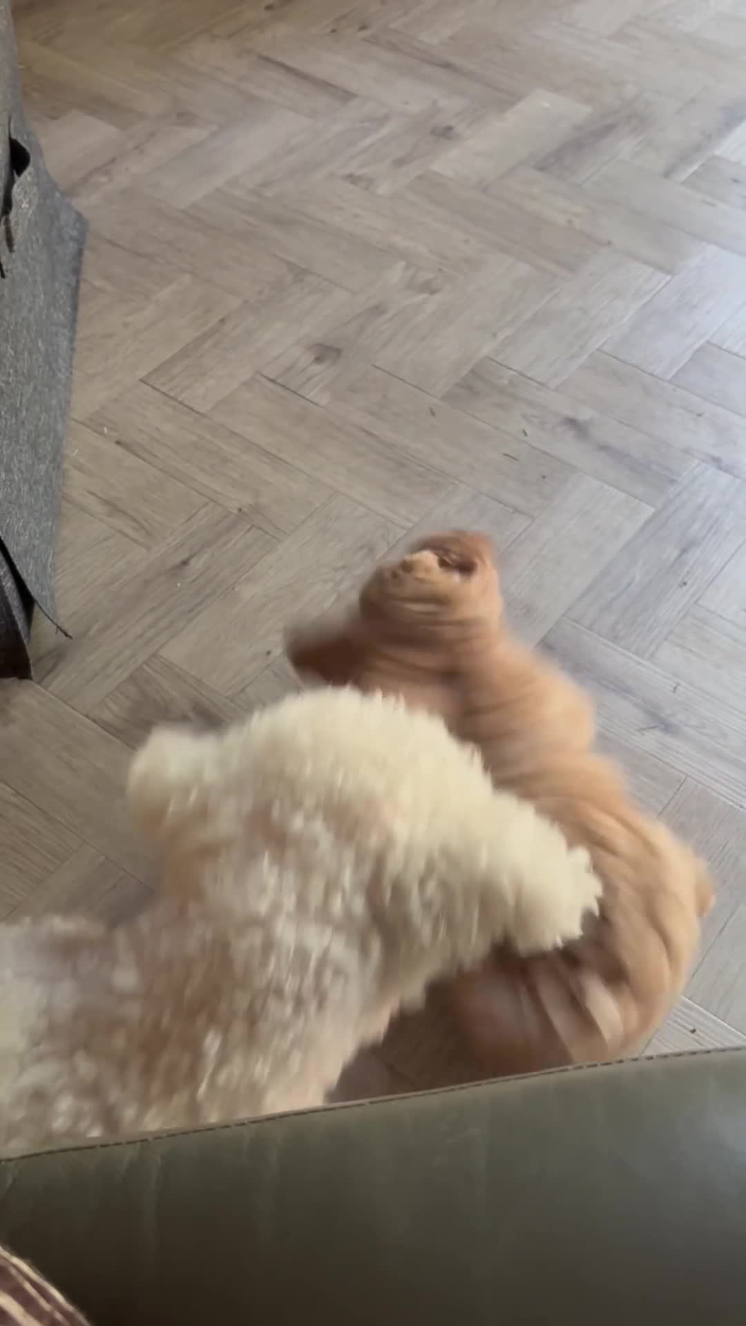 Poochon dogs for sale: 1 GOLDEN BOY POOCHON -Rupert the Bear-CHESHIRE  - Video 3