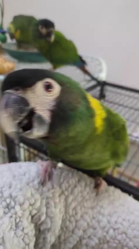 Macaws birds for sale: Golden collard Macaw Yellow collard Macaw  - Video 1