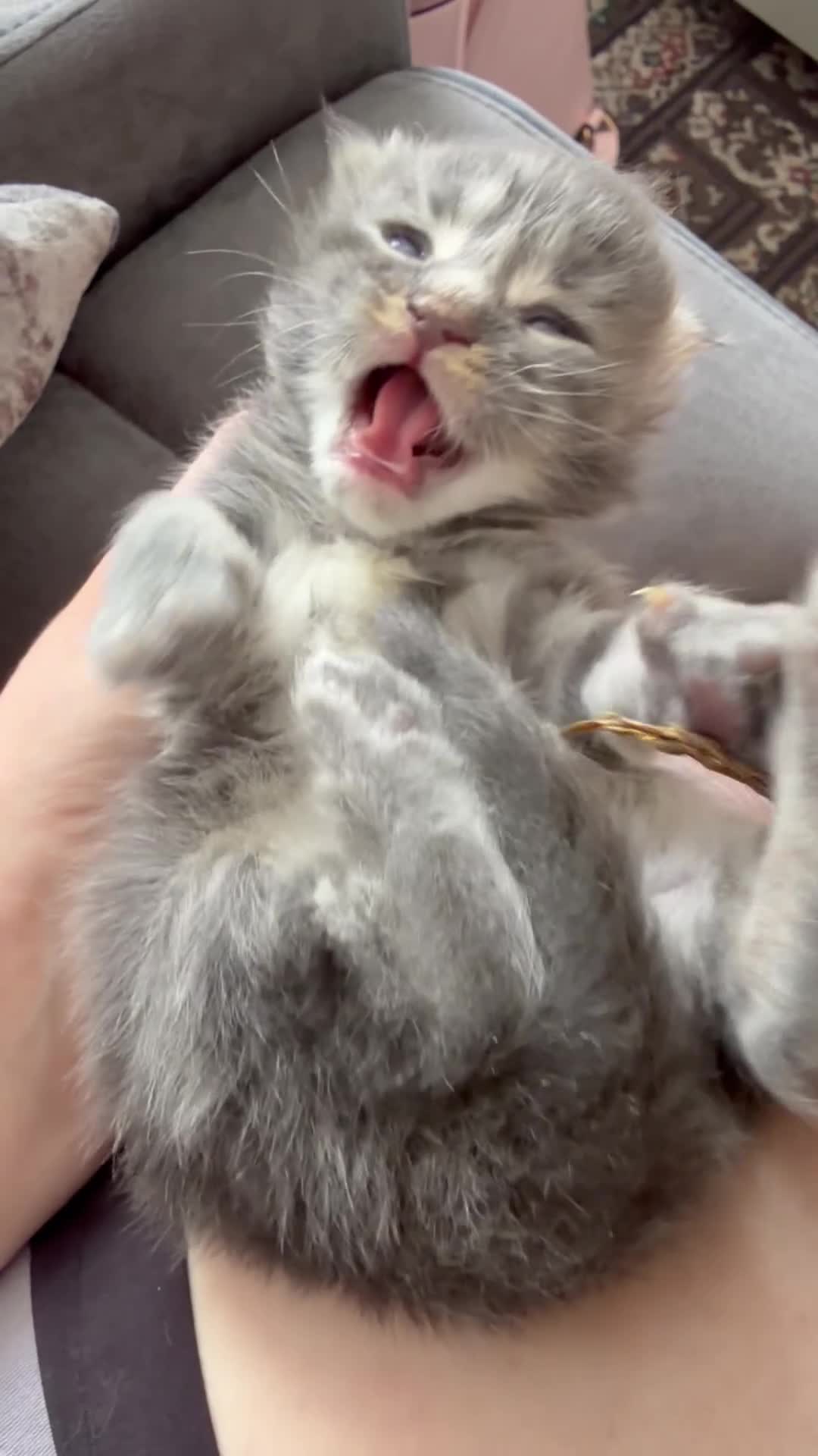 Maine Coon cats for sale: 🐾 BEAUTIFUL MAINE COON KITTENS FOR SALE 🐾 in Margate - Video 1