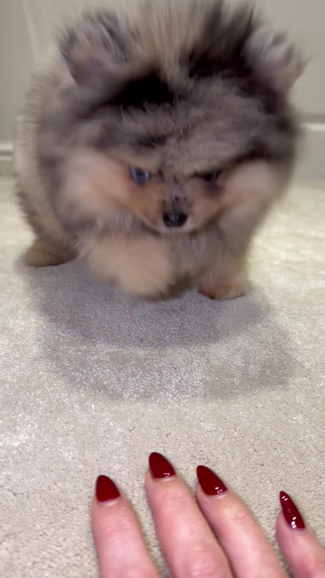 Pomeranian dogs for sale: Pomeranian Merle puppy for sale blue eyes in London - Video 1
