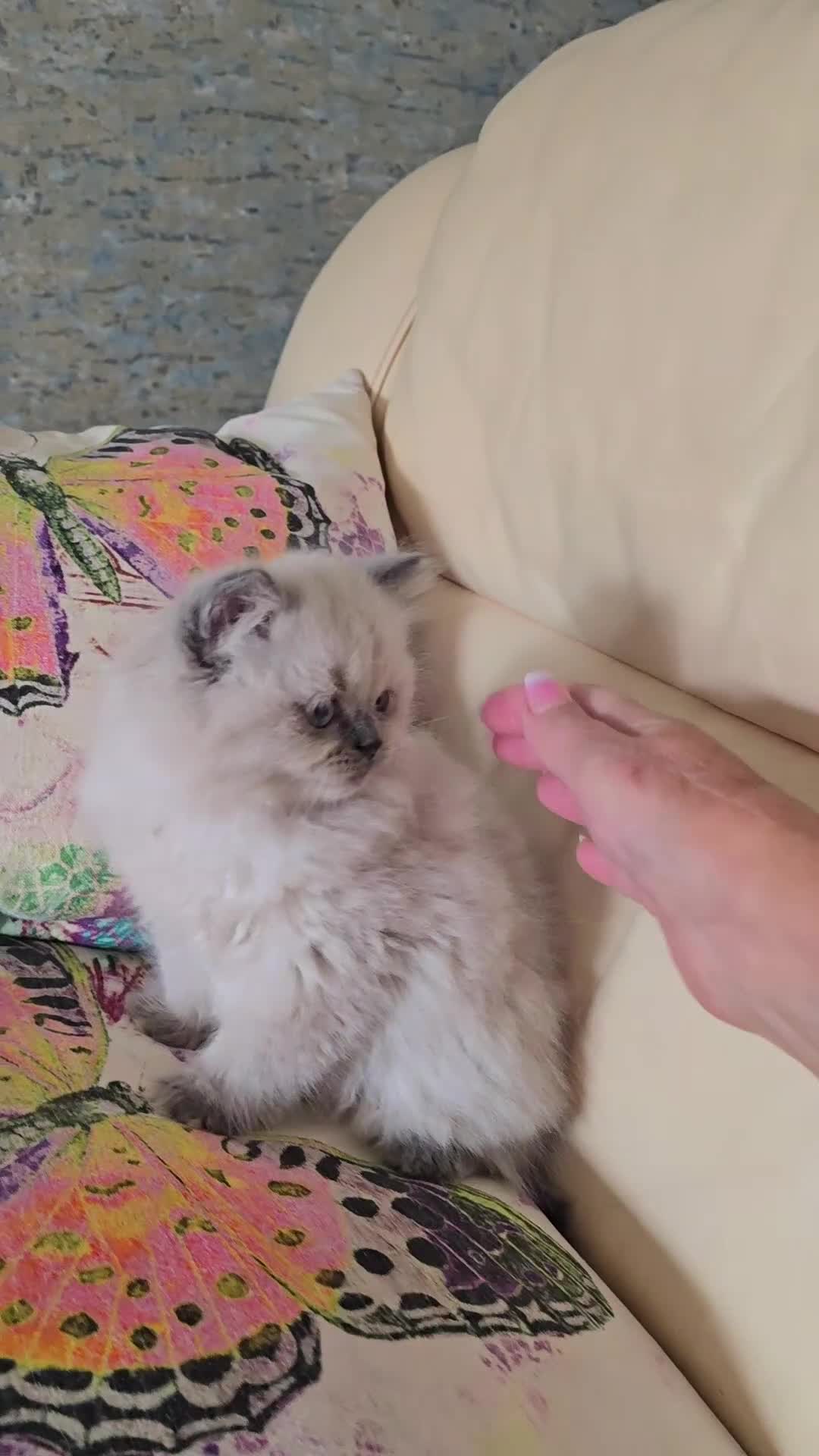 Persian cats for sale: Stunning Blue point female - Video 3