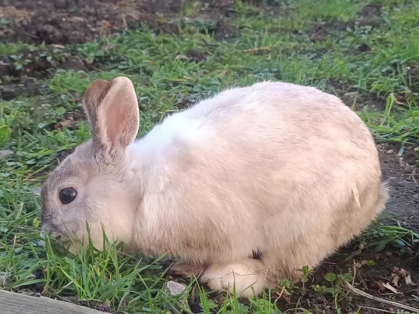 Dutch rabbits for sale: Sweetest Explorer  - Video 1