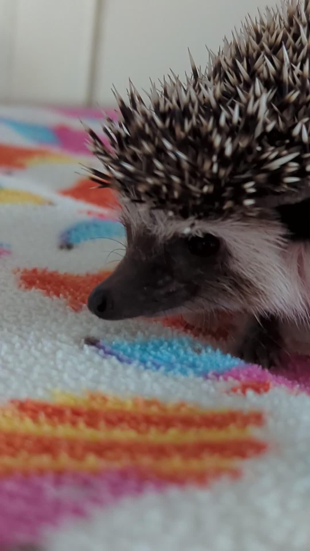 Pygmy Hedgehog rodents for sale: Beautiful Friendly Baby Hoglets. Reduced!!! - Video 2