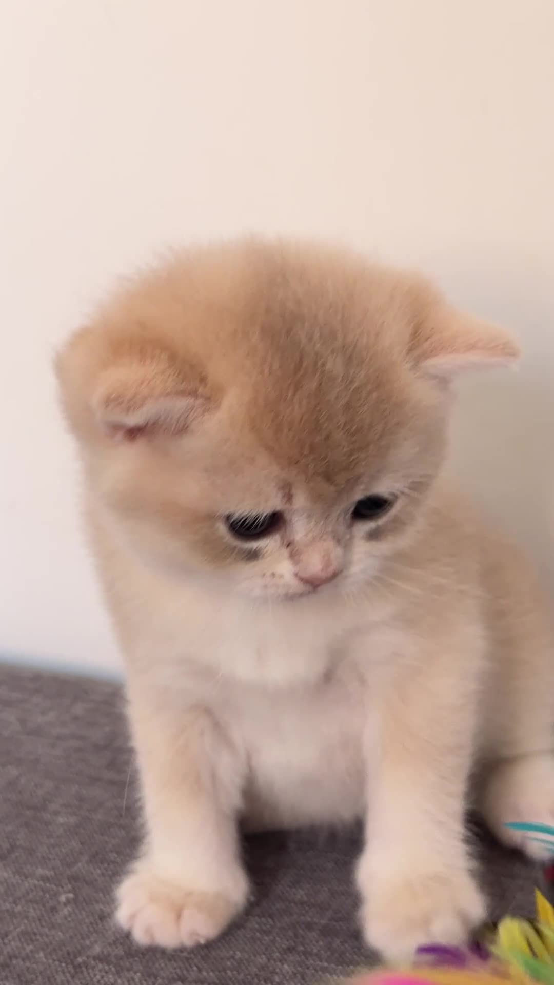 British Shorthair cats for sale: BSH Golden kittens Ecx show quality, Tica reg  - Video 1