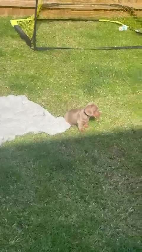 Miniature Dachshund dogs for stud: For stud my boy Dinky  in Alfreton - Video 2