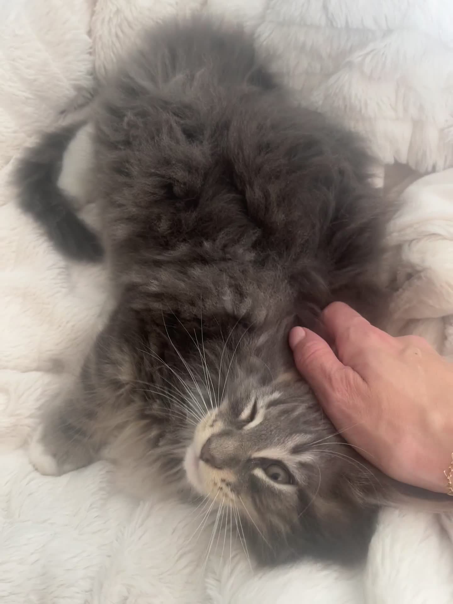 Maine Coon cats for sale: TICA Registered Maine Coon Kittens Blue/Silver - Video 1