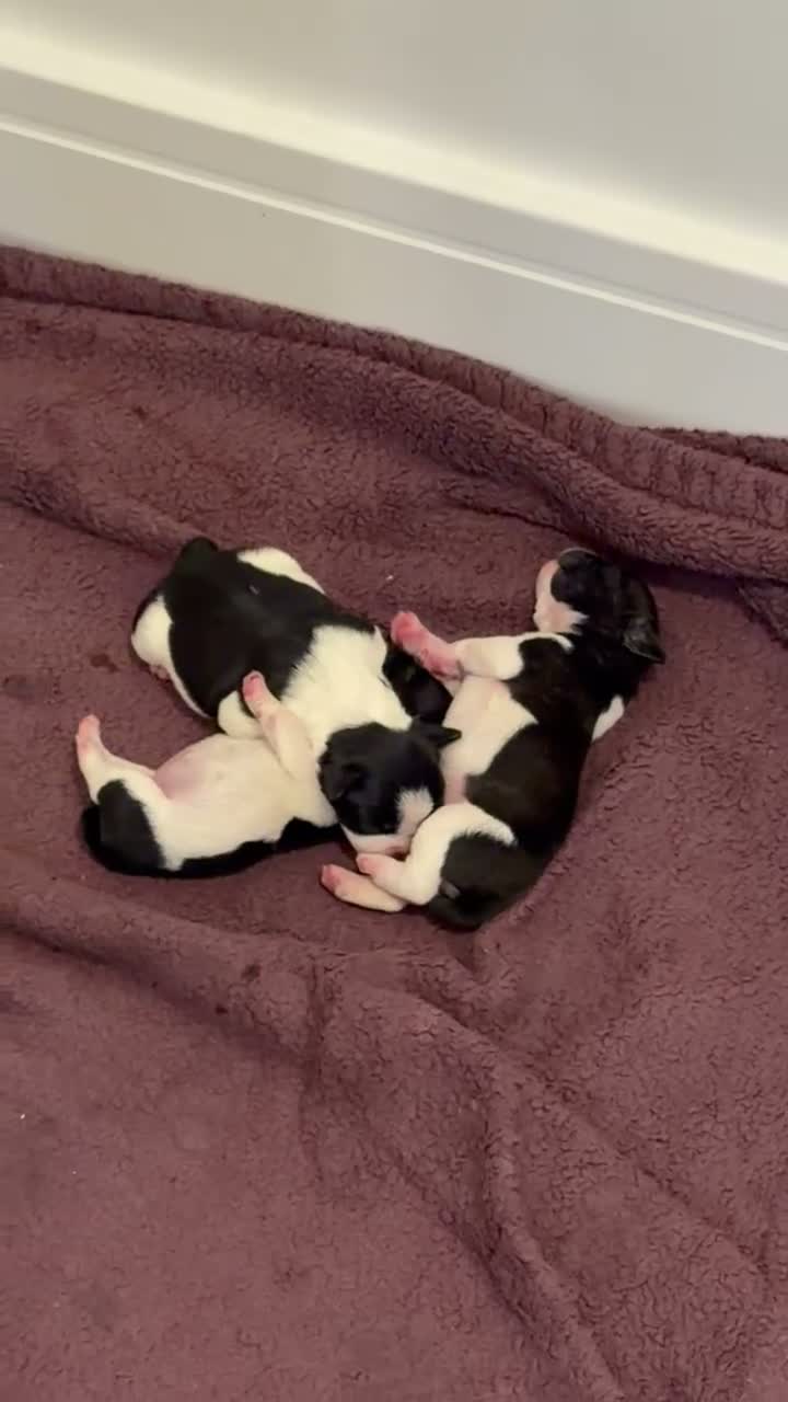 Mixed Breed dogs for sale: French bull dog litter  - Video 1