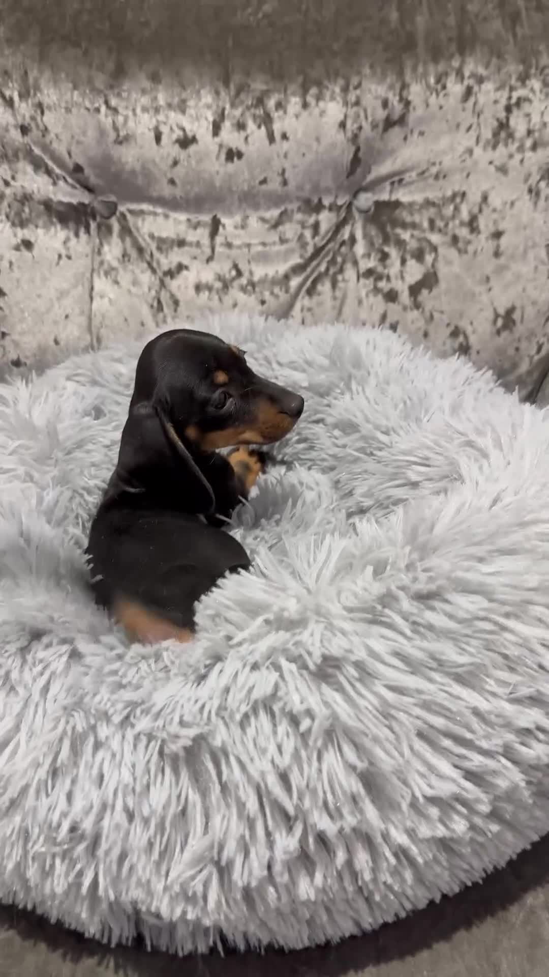 Miniature Dachshund dogs for sale: Miniature Dachshund - Video 1