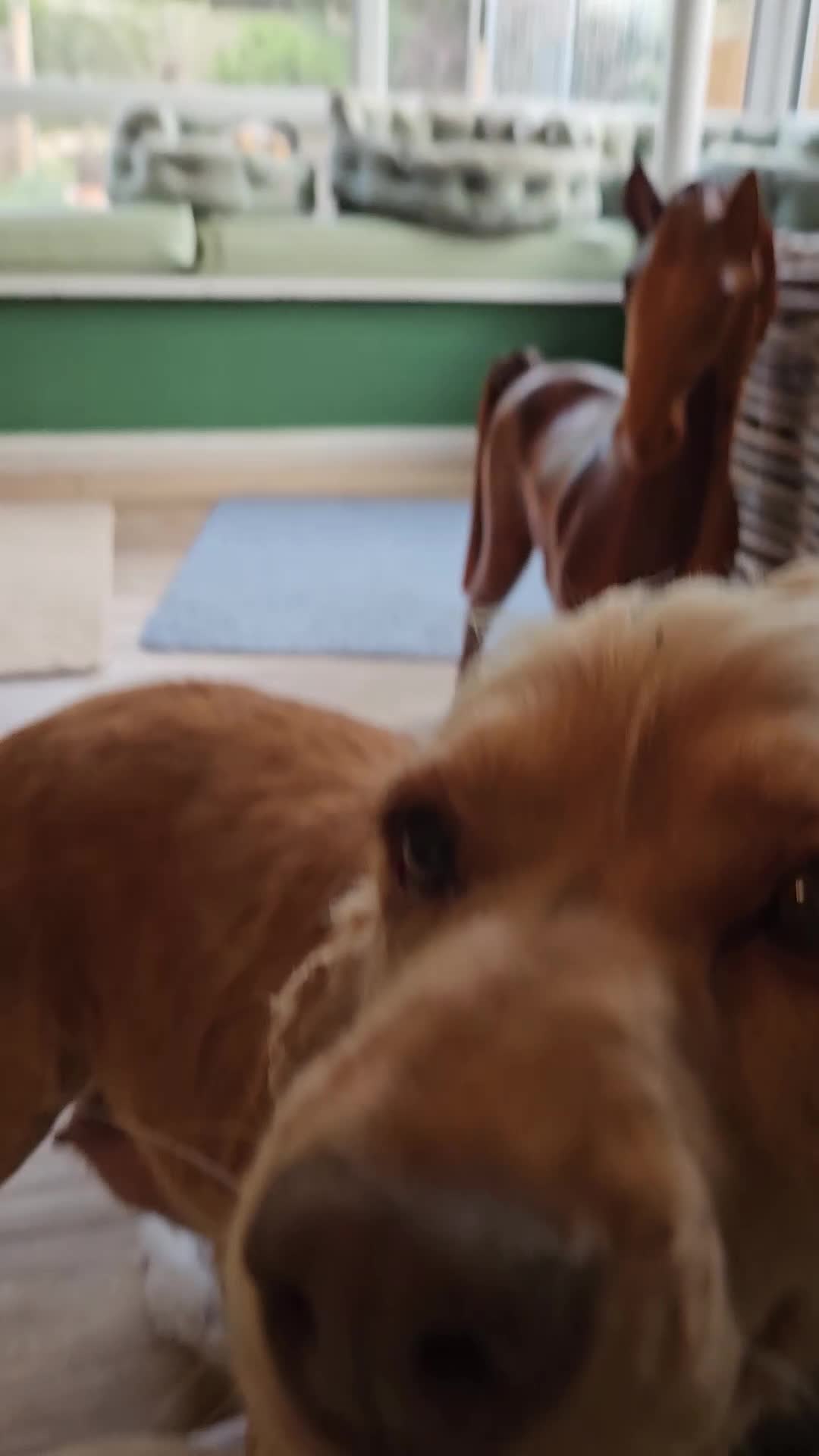 Cocker Spaniel dogs for sale: 🐾 KC Show Cocker Puppies 💛 Fully Health Tested  - Video 5