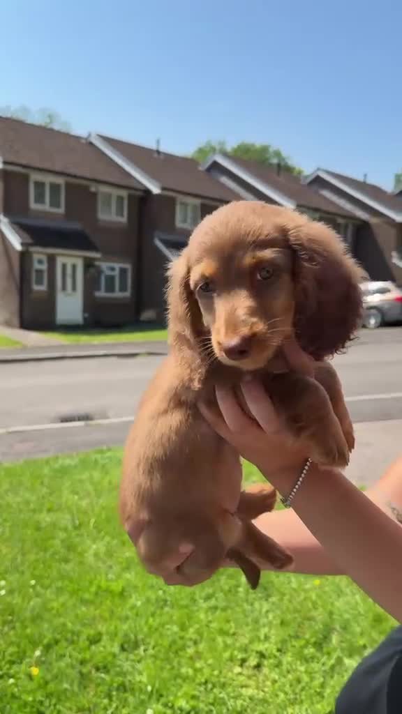 Miniature Dachshund dogs for sale: ✨LAST FEMALE miniature longhair dachshund  - Video 2