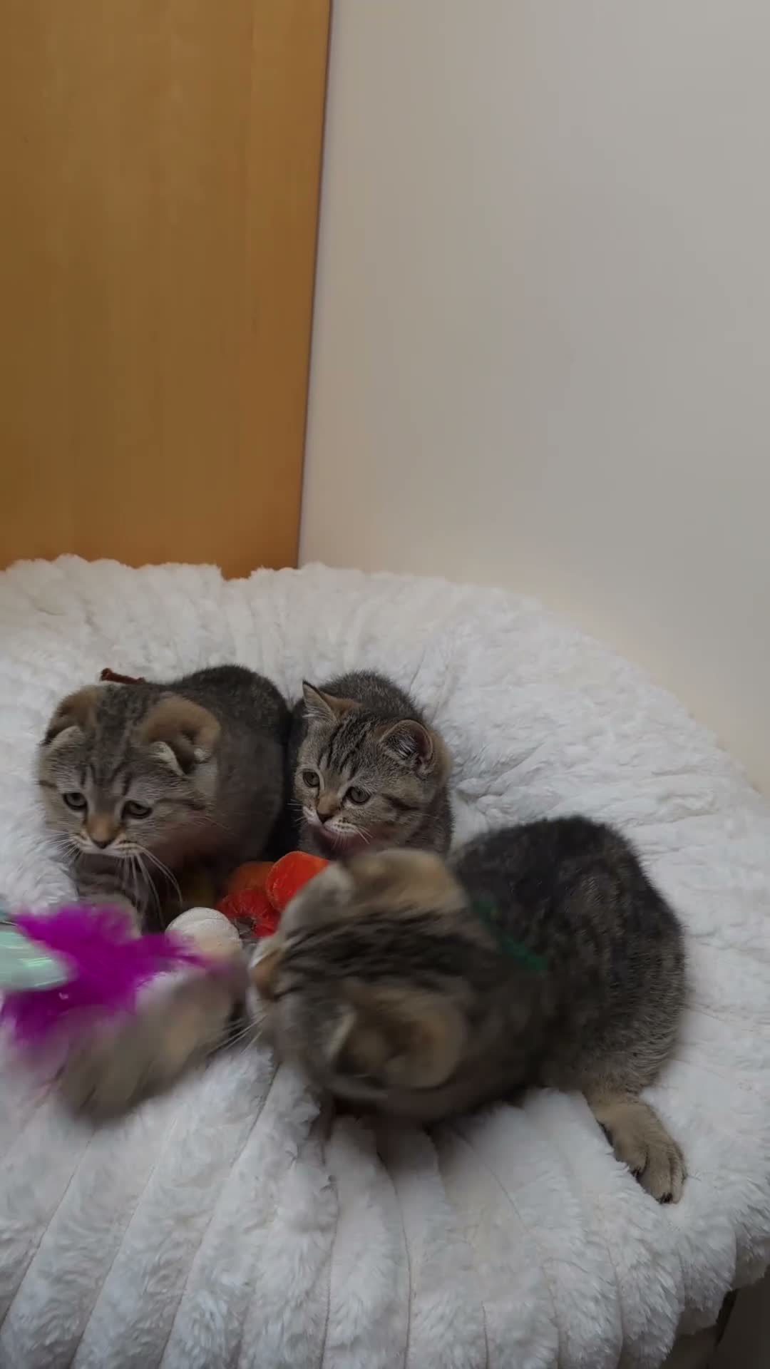 British Shorthair cats for sale: Golden Tabby Kittens  - Video 3