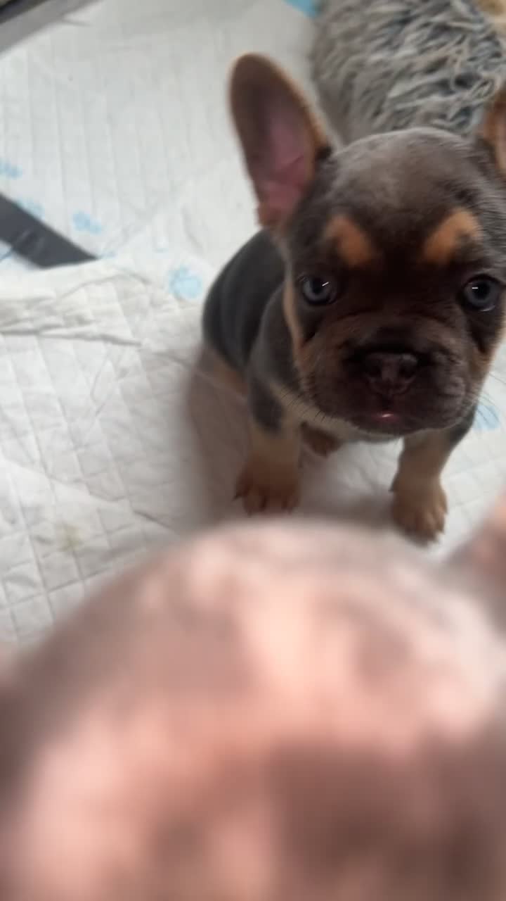 French Bulldog dogs for sale: French bulldog puppies fluffy carriers  - Video 1