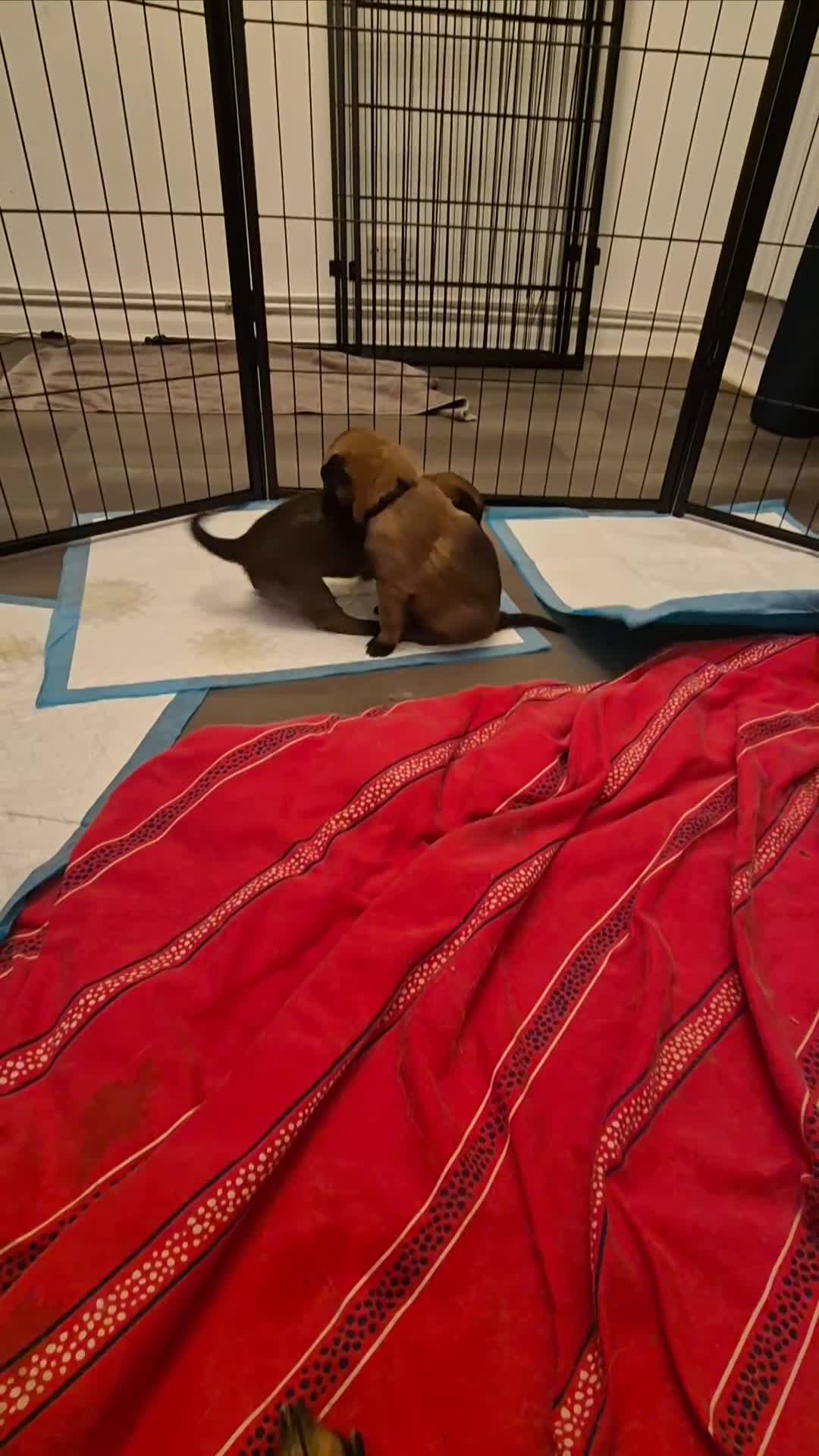 Belgian Shepherd Dog dogs for sale: KC Registered Belgian Malinois - Video 5