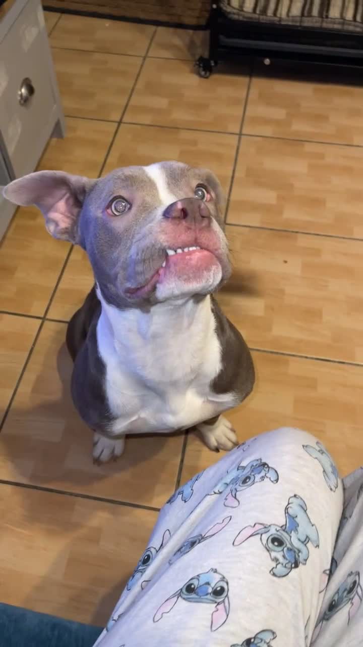 American Bully dogs for sale: Pocket bully - Video 2