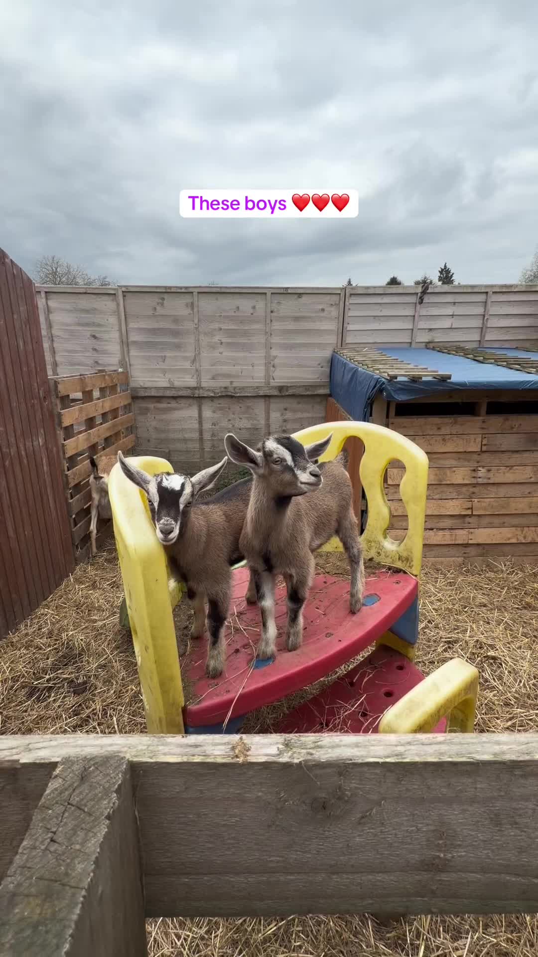 Goats livestock for sale: Pygmy x Billy’s  - Video 1