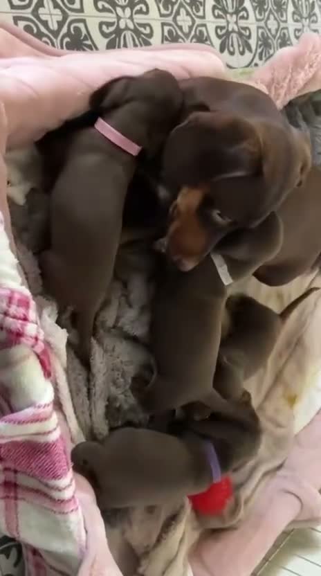 Miniature Dachshund dogs for stud: Chocolate/isabella miniature dachshund  - Video 1