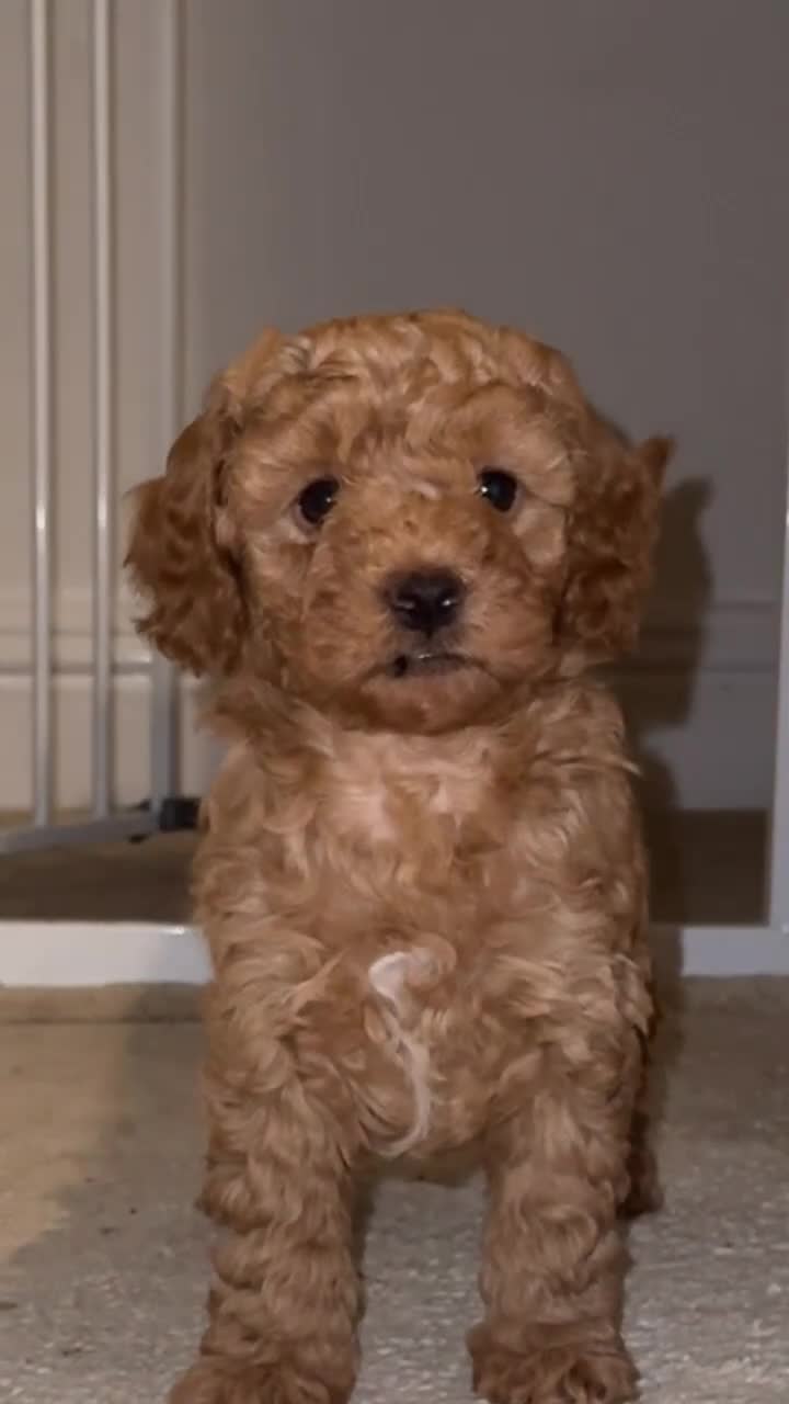 Cockapoo dogs for sale: Cockapoo puppy’s  - Video 1