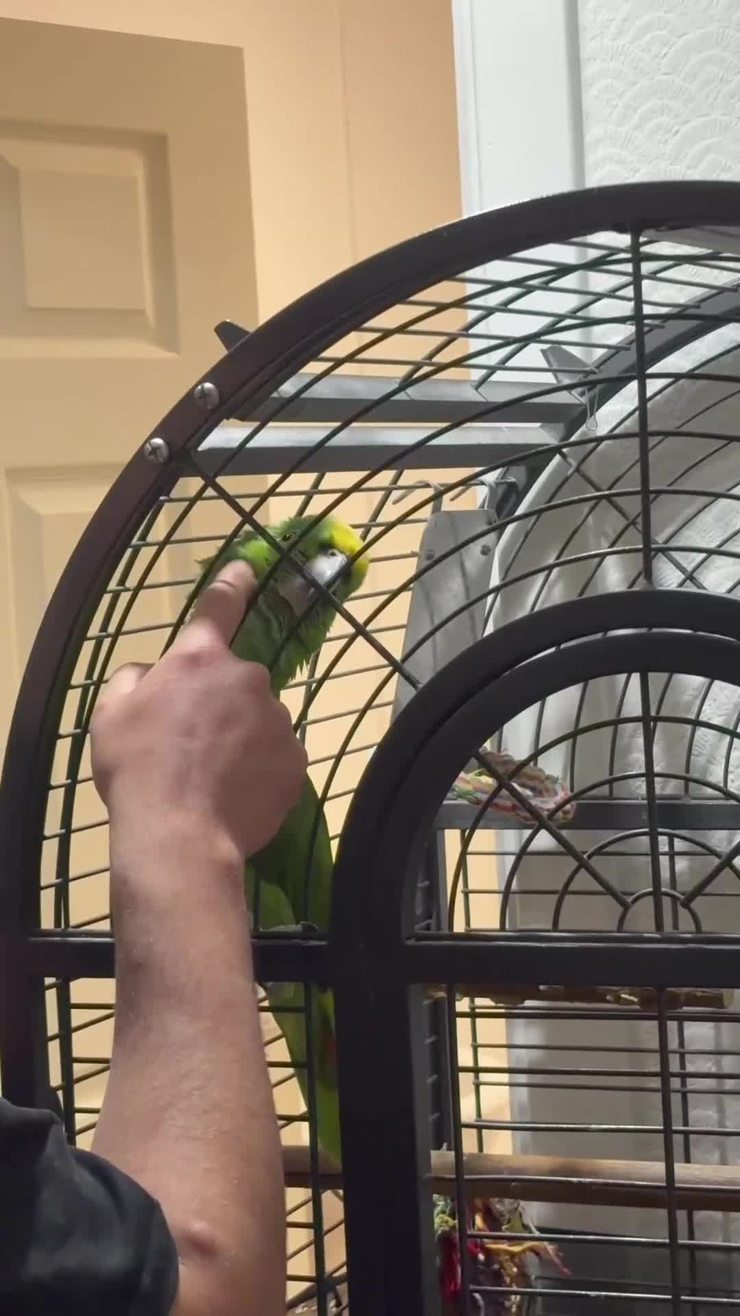 Parrots birds for sale: Yallow-crowned Amazon for sell - Video 2