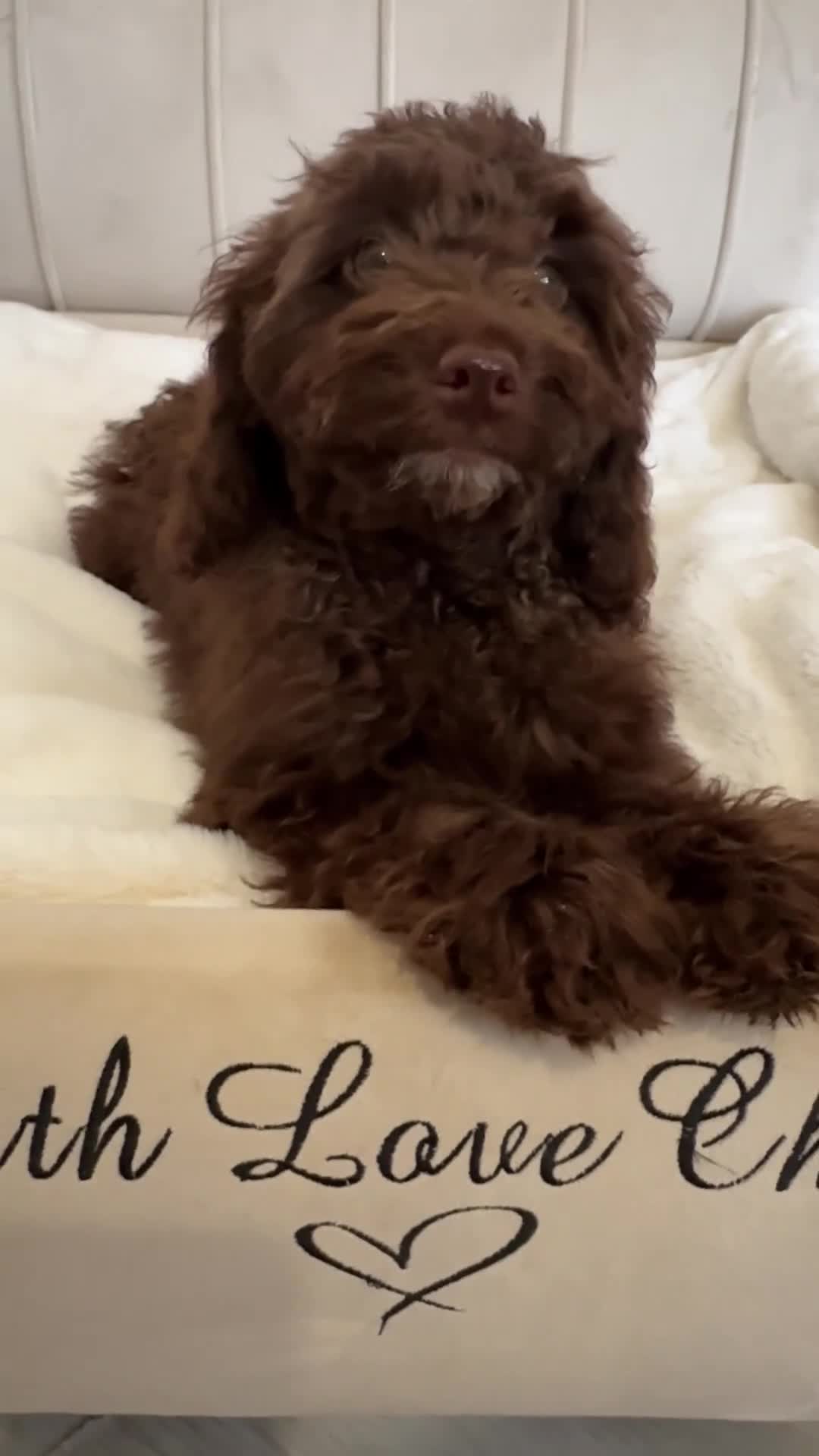 Cavapoo dogs for sale: Premium Quality Teddy Toy Cavapoos F1B - Video 4
