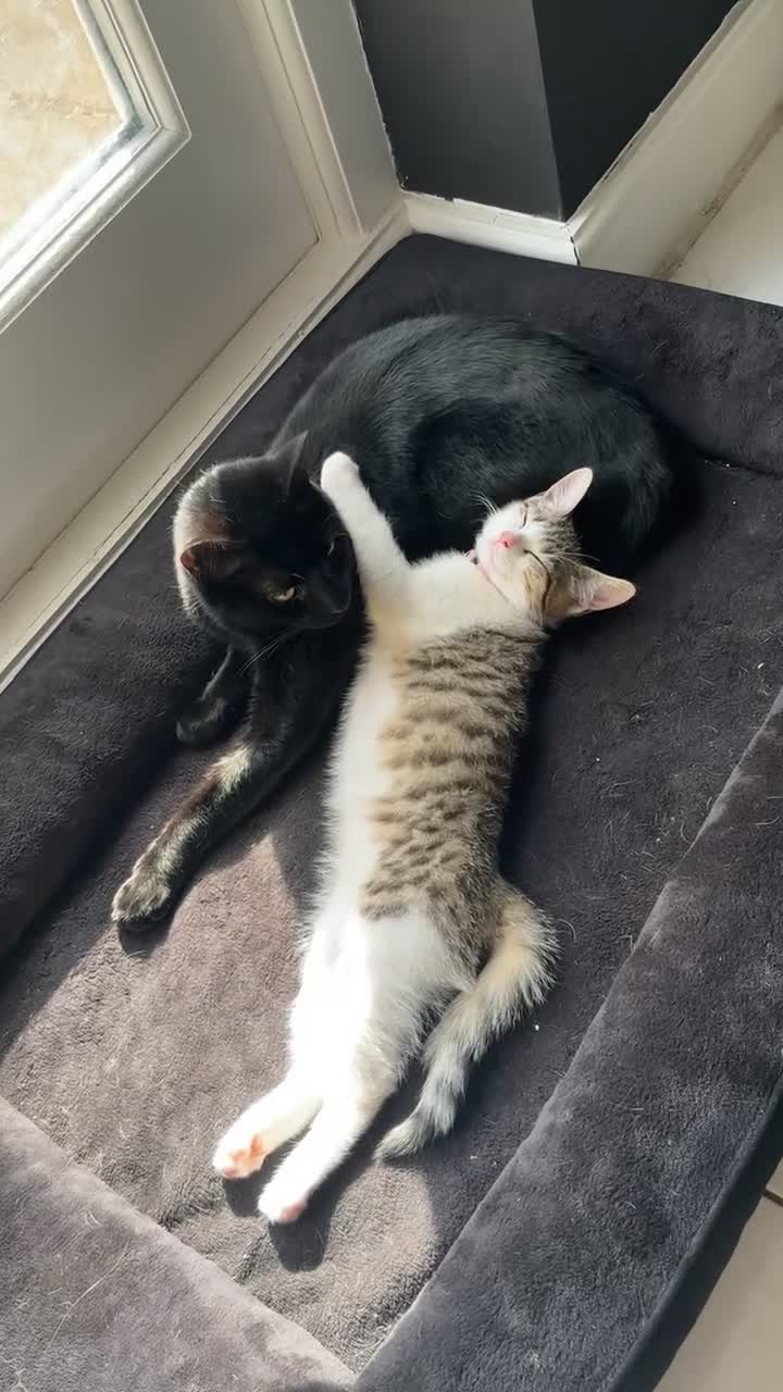 Mixed Breed cats for sale: Scar  - Video 2