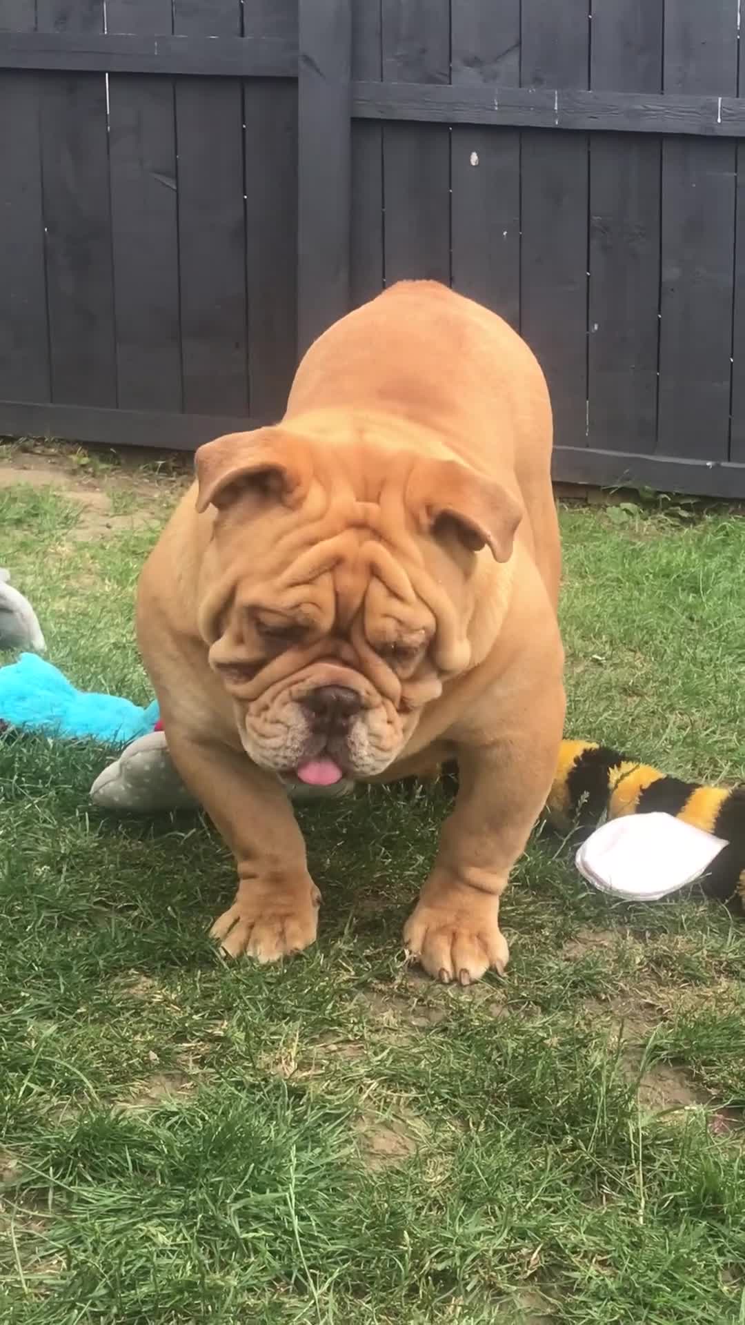 English Bulldog dogs for stud: Fluffy carrier British bulldog stud  - Video 1