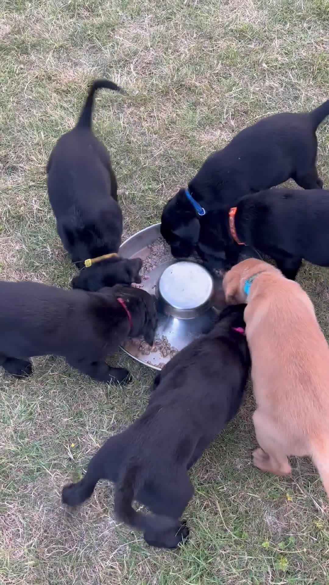 Labrador Retriever dogs for sale: KC Reg. Working Labrador Puppies ready to go in Wickford - Video 2