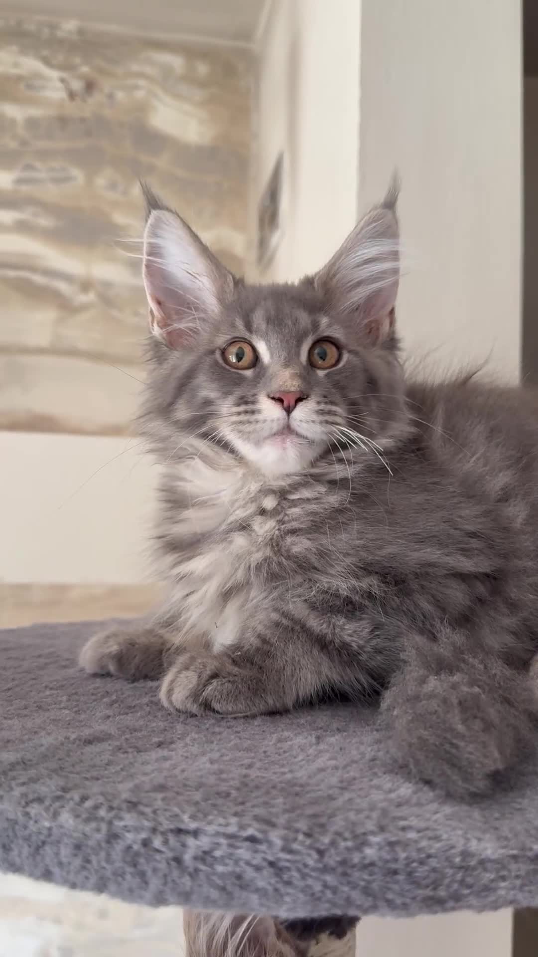 Maine Coon cats for sale: XL Russian Cubs 🇷🇺❤️ - Video 3