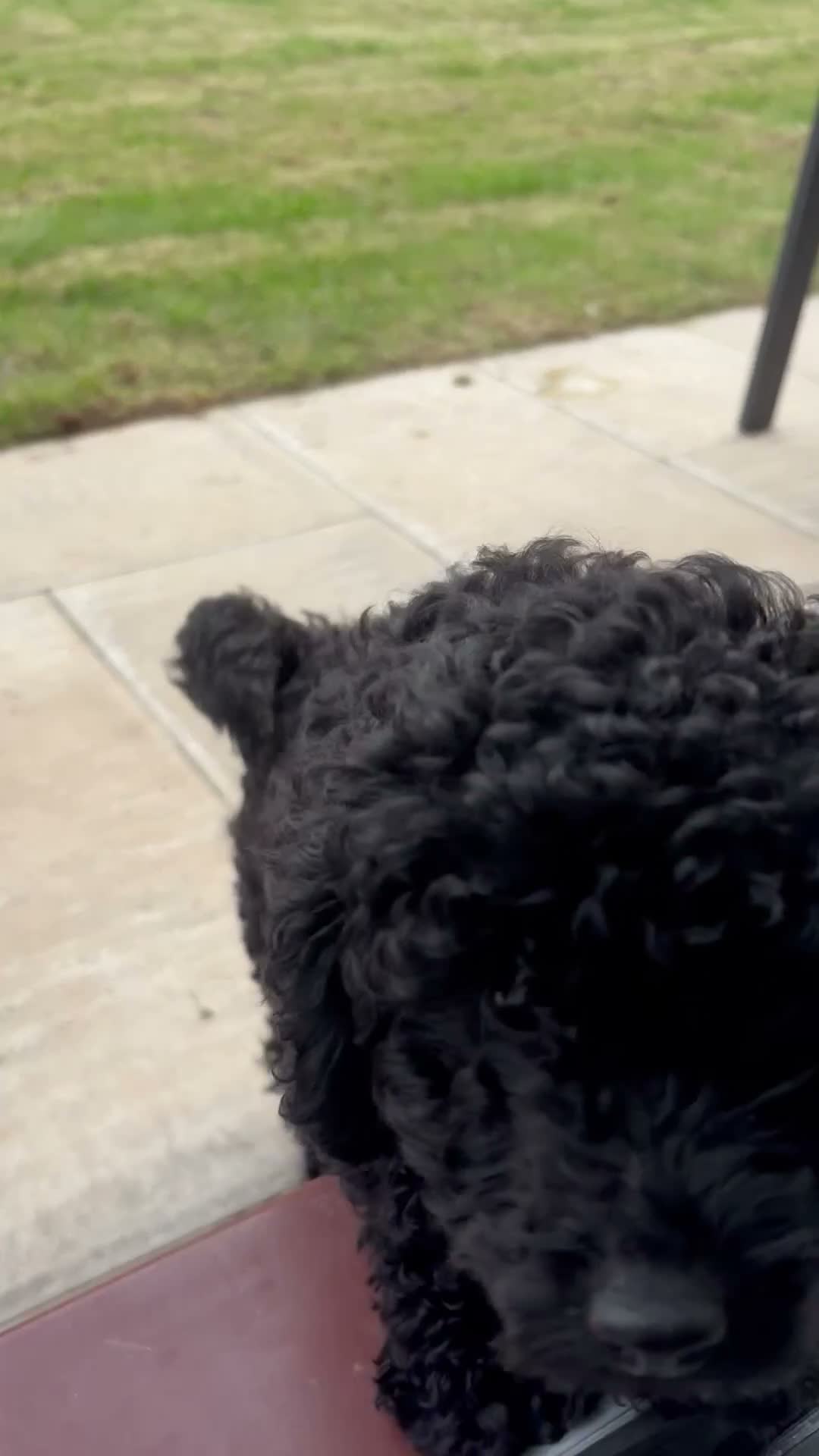Toy Poodle dogs for sale: READY NOW solid black KC Toy poodle Girl - Video 1
