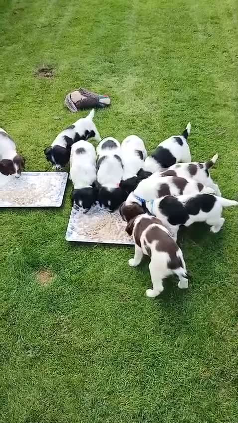 English Springer Spaniel dogs for sale: Stunning KC registered ESS from working stock - Video 1