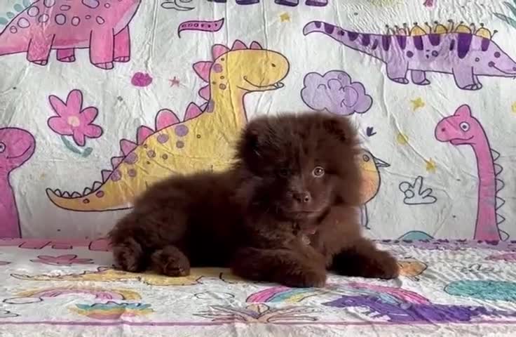 Chow Chow dogs for sale: Exotic colour chowsky puppies for sale  - Video 3