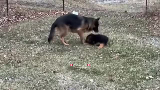 German Shepherd dogs for sale: 🐾Long-Haired German Shepherd Puppies for Sale! 🐾 - Video 1