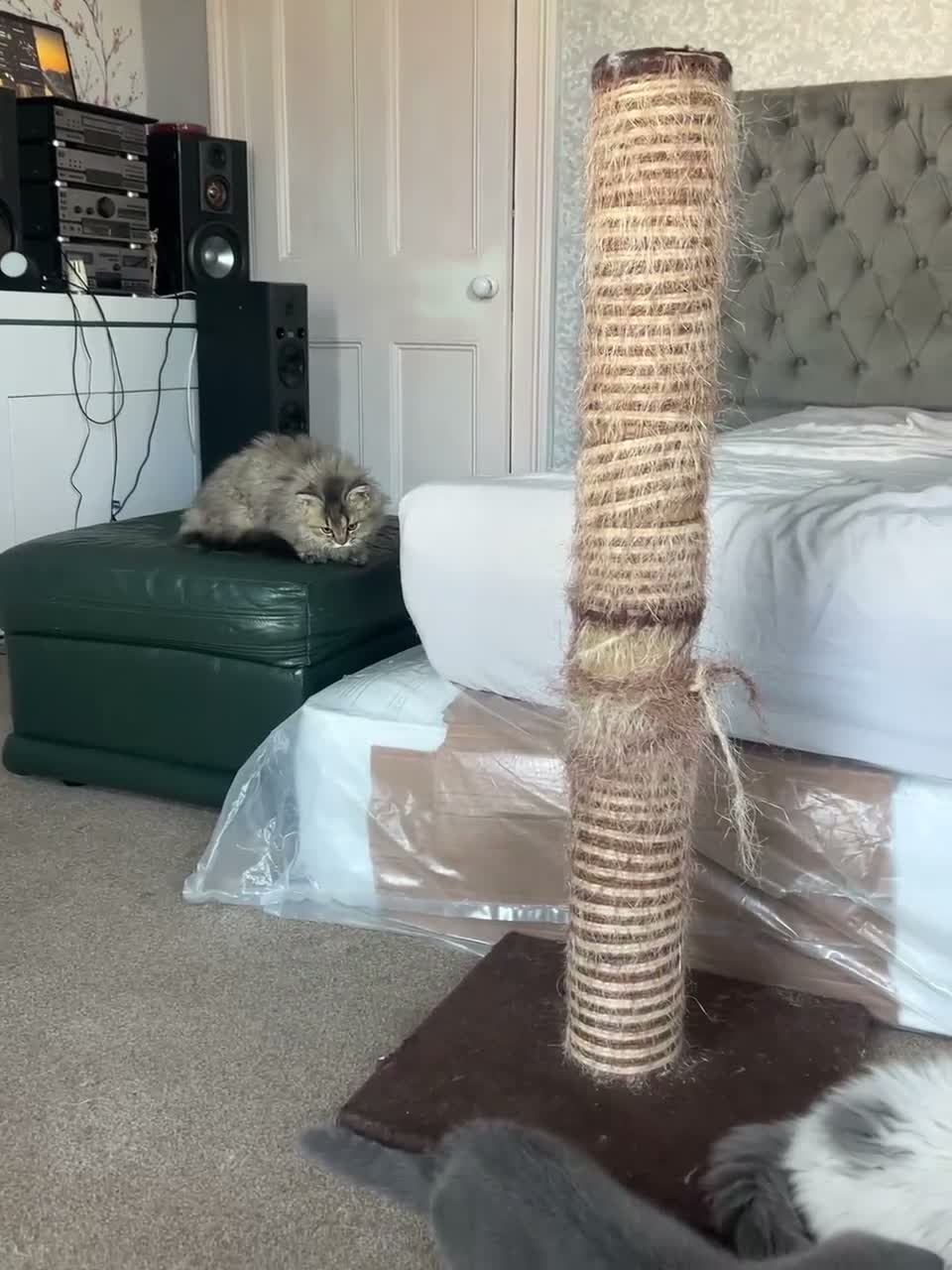 Selkirk Rex cats for sale: Gorgeous pure breed Selkirk rex kittens 😻 - Video 3